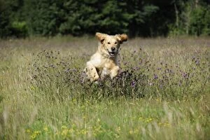 JD-20787 Golden Retriever Dog - running through field
