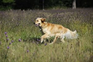 JD-20790 Golden Retriever Dog - running through field