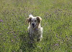 JD-20792 Golden Retriever Dog - running through field
