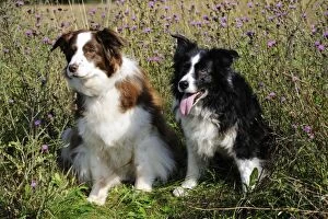 JD-20801 Border Collie Dogs