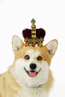 Jd 20845 welsh corgi dog wearing crown pearls