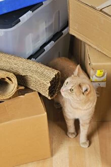 JD-20846 CAT. Cat among packing cases (for moving house)