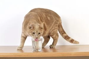 JD-20853 CAT. Cat drinking from a glass
