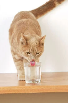 JD-20854 CAT. Cat drinking from a glass