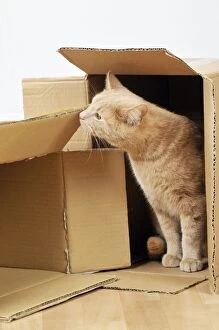 JD-20863 CAT. Cat exploring a cardboard box