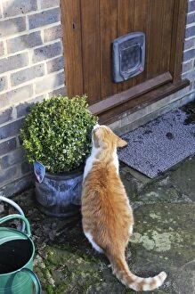 JD-20868 CAT. Cat sitting by a plant pot outside its cat flap