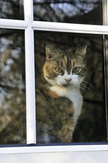 JD-20872 CAT. Cat looking through a window