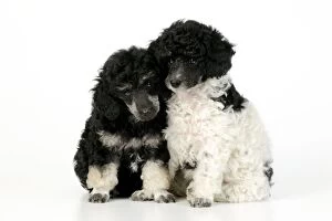 JD-20900 Dog. Toy poodles (party and phantom colour, 9 weeks old)