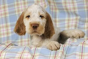 JD-20906 Dog. Spinone puppy (8 weeks old)