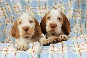 JD-20908 Dog. Spinone puppies (8 weeks old)