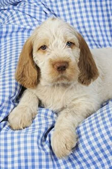 JD-20909-C Dog. Spinone puppy (8 weeks old)