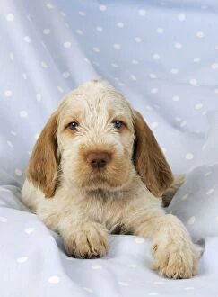 JD-20915 Dog. Spinone puppy (8 weeks) lying down
