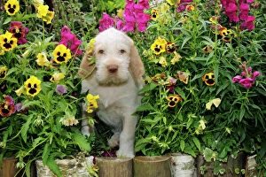 JD-20920 Dog. Spinone in flowers