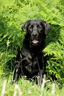 JD-20947 Dog. Black labrador sitting in ferns