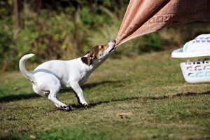 JD-20969 DOG. Jack russell terrier pulling washing off washing line
