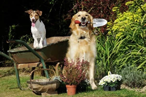 JD-20976 DOG. Jack russell terrier and golden retreiver helping in the garden
