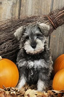 JD-20988 DOG. Schnauzer puppy sitting in leaves with broom and pumpkins