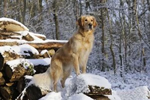 JD-21056 DOG. Golden retriever standing on snow covered logs