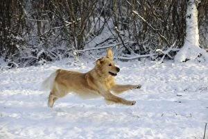 JD-21069 DOG. Golden retriever running through the snow