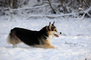 Jd 21071 dog pembroke welsh corgi running snow