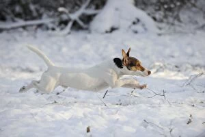 JD-21073 DOG. Jack russell terrier running through the snow