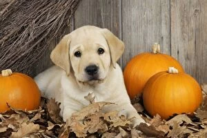 JD-21076 DOG. Labrador (8 week old pup)with pumpkins