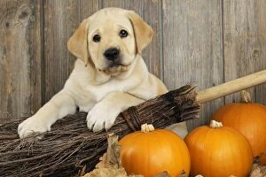 JD-21077 DOG. Labrador (8week old pup) with pumpkins