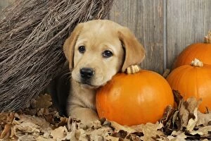 JD-21079 DOG. Labrador (8 week old pup) with Pumpkins & broom