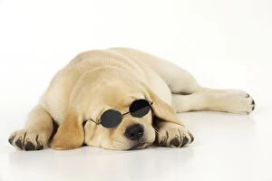 JD-21083 DOG. Labrador (8 week old pup) with round glasses, lying down. Captionable