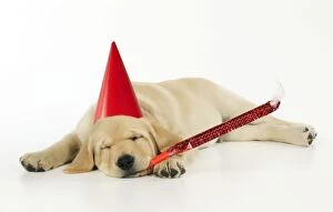 JD-21085 DOG. Labrador (8 week old pup) with christmas hat and party blower