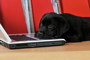 JD-21107 DOG. Black Labrador puppy (8 weeks old ) on a laptop computer