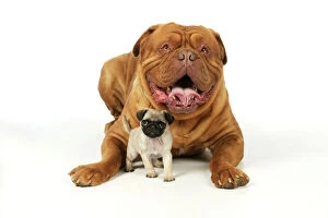 JD-21116 DOG. Pug puppy (5wks old ) with Dogue De Bordeaux
