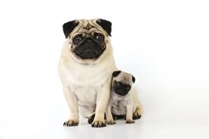JD-21131 DOG. Pug adult with puppy ( 6 wks old )