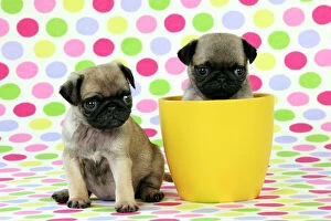 JD-21148 DOG. Pug puppies ( 6 wks old ) in a yellow pot