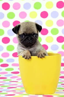 JD-21149 DOG. Pug puppy ( 6 wks old ) in a yellow pot