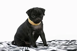 JD-21152 DOG. Black Pug puppy ( 12 wks old ) wearing a necklace