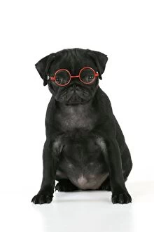 JD-21153 DOG. Black Pug puppy ( 6 wks old ) wearing red glasses