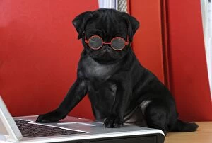 JD-21154-C DOG. Black Pug puppy ( 6 wks old ) at the computer wearing red glasses