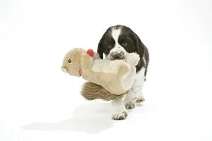 JD-21169 Dog. Puppy carrying soft toy in mouth