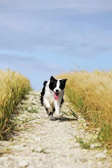 JD-21204 Dog. Border Collie running down path through field