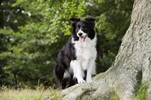 JD-21211 Dog. Border Collie standing by tree