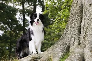 JD-21212 Dog. Border Collie standing by tree