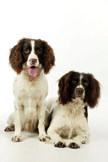 JD-21236 DOG. English springer spaniel pair one sitting and one lying down