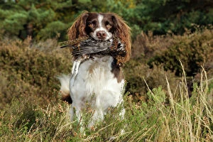JD-21256 DOG. English springer spaniel holding grouse in mouth