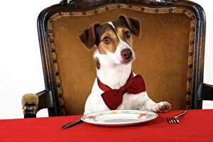 JD-21271 DOG. Jack russell terrier wearing bow tie sitting at table