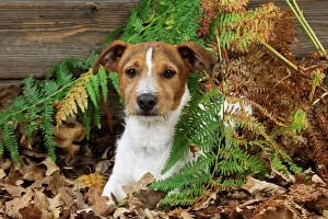 JD-21277 DOG. Jack russell terrier sitting in leaves