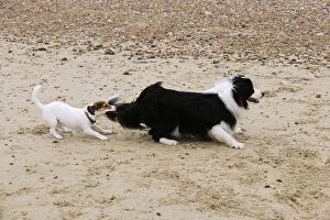 JD-21285 DOG. Jack russell terrier pulling on border collies tail