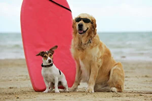JD-21291 DOG. Golden retriever wearing sunglasses and jack russell terrier next to surf board