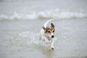 JD-21304 DOG. Jack russell terrier running in surf