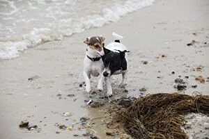 JD-21310 DOG. Jack russell terriers playing on beach